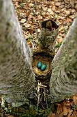 Robin Nest W/2 Eggs In Crotch Of Tree, Fairbanks, Interior Alaska