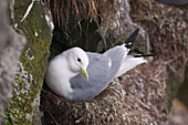 Black-Legged Kittiwake Nesting On St. Paul Island, Pribilof Islands, Bering Sea, Southwest Alaska