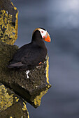 Tufted Puffin Sitting On Cliff Ledge In Evening Light, Saint Paul Island, Pribilof Islands, Bering Sea, Southwest Alaska