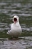 Glaucous-Winged Gull Yawning While Standing In Stream, Prince William Sound, Southcentral Alaska, Spring