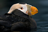 Close Up Profile Of An Adult Tufted Puffin