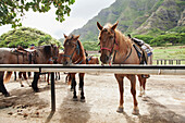 'Horses on a ranch near the mountains; Kauai, Hawaii, United States of America'