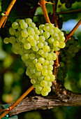 Agriculture - Mature Chardonnay wine grape cluster on the vine / California, USA.