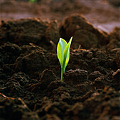 Agriculture - A corn seedling emerging from the soil in early morning light / Iowa, USA.