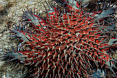 'Underwater view of a crown-of-thorns sea star (Acanthaster planci); Maui, Hawaii, United States of America'
