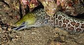 'Underwater view of an Undulated Moray Eel (Gymnothorax undulatus); Maui, Hawaii, United States of America'