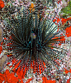 'Underwater view of the sea urchin (Echinothrix calamaris); Maui, Hawaii, United States of America'