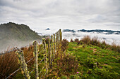 'View From The Tops Of The Hills Over The Morning Fog At Blue Duck Lodge In The Whanganui National Park; Whakahoro, New Zealand'