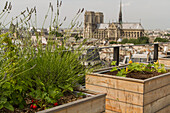 Rooftop vegetable garden of the restaurant le terroir parisien, yannick alleno on the 9th floor of the maison de la mutualite, 5th arrondissement, paris (75), france