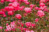 Parc de la roseraie of the val de marne, a park created in 1894 by jules gravereaux, the garden is entirely devoted to the rose, l'hay les roses, val-de-marne (94), ile-de-france, france