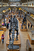 Museum, gallery of palaeontology and comparative anatomy, jardin des plantes, paris (75)