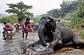 Domestic elephants of kerala bathing, kerala, southern india, india, asia