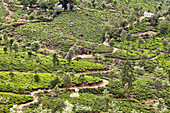 Tea fields in the region of munnar, kerala, southern india, india, asia