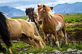 Rounding up of a herd of icelandic horses in the skagafjordur, northwestern iceland, europe