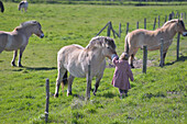 Little girl and fjords henson horses, bay of somme, picardy, france