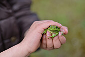 European tree frog in a child‚äôs hand