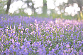 Bois de cise, carpet of wild hyacinth or bluebells, somme (80), picardie, france