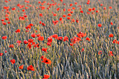 Wheat fields and poppies