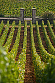 Vineyard in montrachet, cote-d'or (21), bourgogne, france