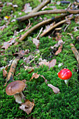 Gathering edible mushrooms found next to fly agarics in the forest of conches-en-ouche, eure (27), france