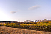 Golden Trees and Field of Grass with Snow-Covered Mountains in Background, Montana, USA