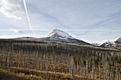 Dead Trees From Fire With Snow Covered Mountain in Background, Montana, USA