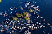 Aerial view of great white pelicans (Pelecanus onocrotalus), Okavango Delta, Botswana, Africa
