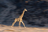 Desert giraffe (Giraffa camelopardalis capensis) running, Namibia, Africa