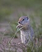 Young Uinta ground Squirrel (Urocitellus armatus), Yellowstone National Park, Wyoming, United States of America, North America