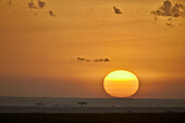 Sunrise, Serengeti National Park, Tanzania, East Africa, Africa