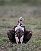 Lappet-faced vulture (Torgos tracheliotus), Serengeti National Park, Tanzania, East Africa, Africa