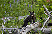 Black Bear (Ursus americanus) cub of the year, Yellowstone National Park, Wyoming, United States of  America, North America