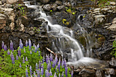 Cascade with lupines, Iceland, Polar Regions