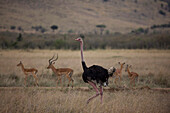 Maasai ostrich (Struthio camelus) and impala (Aepyceros melampus), Masai Mara National Reserve, Kenya, East Africa, Africa