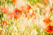 Poppy field in Northumberland National Park, near Hexham, Northumberland, England, United Kingdom, Europe