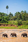 Three elephants in the Maha Oya River at Pinnawala Elephant Orphanage near Kegalle in the Hill Country of Sri Lanka, Asia