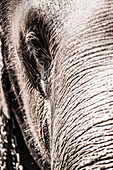 Close up of an elephant's eye, Pinnawala Elephant Orphanage, Sri Lanka, Asia