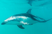 Dusky dolphin (Lagenorhynchus obscurus) underwater off Kaikoura, South Island, New Zealand, Pacific