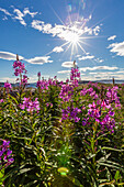 Dwarf fireweed (River Beauty willowherb) (Chamerion latifolium), Hebron, Labrador, Canada, North America