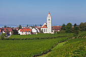 Catholic St. Johann Baptist church and vineyards, Hagnau, Lake Constance (Bodensee), Baden Wurttemberg, Germany, Europe