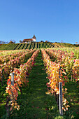 Vineyards at Michaelsberg Mountain with Michaelskirche Church, Cleebronn, Zabergau, Heilbronn District, Baden Wurttemberg, Germany, Europe