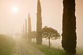 Cypress trees in the early morning fog, Val d'Orcia, UNESCO World Heritage Site, Province Siena, Tuscany, Italy, Europe