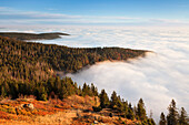 Early morning fog at sunrise in autumn, Feldberg mountain, Black Forest, Baden Wurttemberg, Germany, Europe