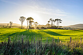 Backlit trees in green fields, the Catlins, South Island, New Zealand, Pacific