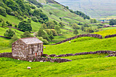 Field barn below Kisdon Hill near Angram in Swaledale, Yorkshire Dales, Yorkshire, England, United Kingdom, Europe