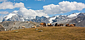 Cows over the Umbrail's step, Stelvio National Park, Lombardy