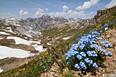 Forgot-me-not flowering in Forcola valley, Stelvio, Valtellina, Lombardy