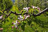 An apple's branches on springtime in bloom, Valtellina, Lombardy