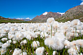 Cotton grass white flowers at Gavia, Valfurva, Valtellina, Lombardy