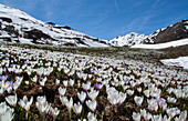 Crocus in bloom, at springtime, Vezzola valley, high Valtellina, Lombardy